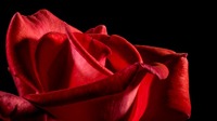 rose2