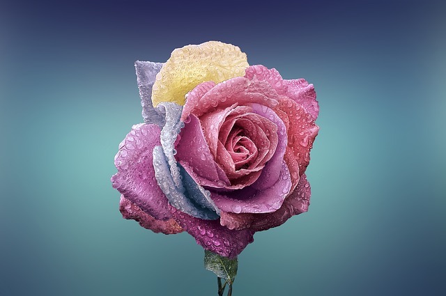 law of love